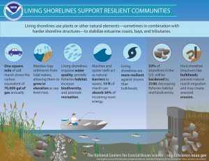 Graphic from the NOAA on living shorelines